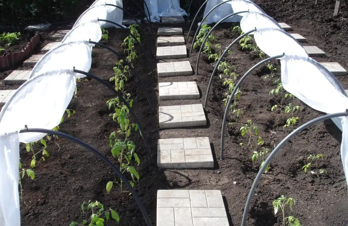 515317957_w640_h640_parnik-dayas-borovik