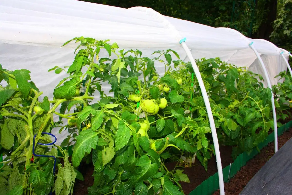 54382160 — копия