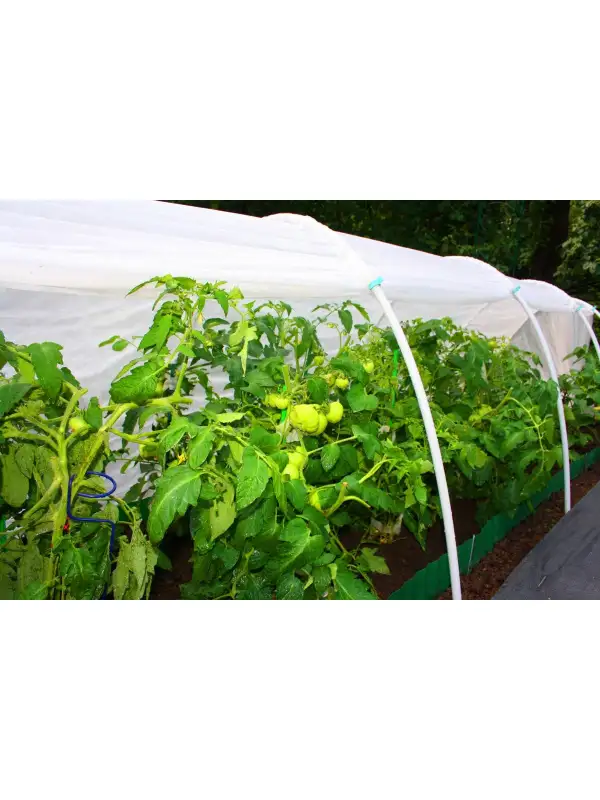 54382160 — копия