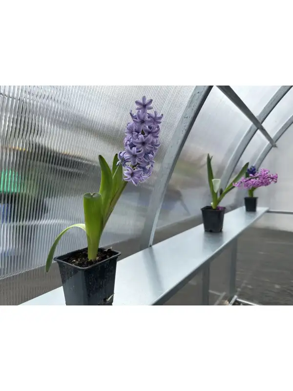 Regal für Gartengewächshäuser, 2 Meter lang