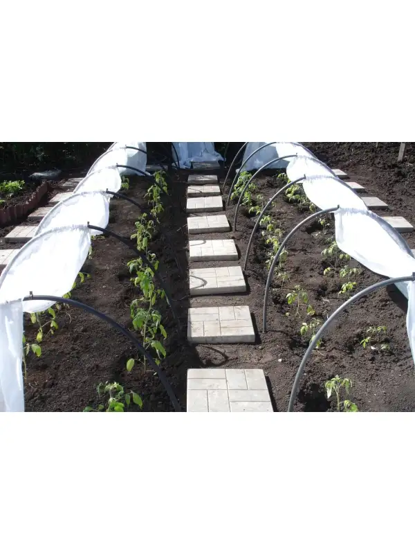 515317957_w640_h640_parnik-dayas-borovik