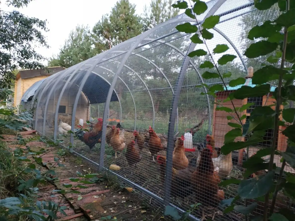 Wybieg-woliera-klatka-kur-krolikow-4x4m-Wysokosc-produktu-230-cm